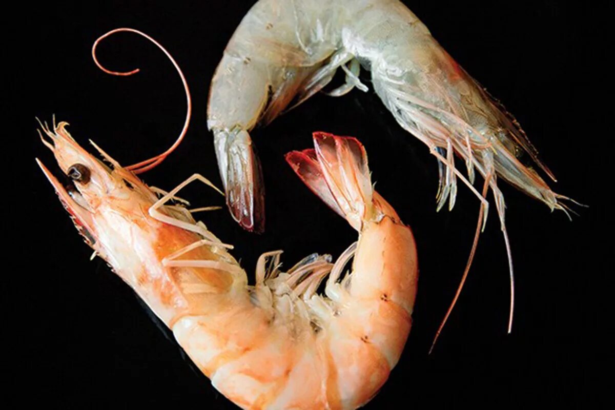 креветка рили красная. креветка кардинал сулавеси. креветки ракообразные шримп. креветка доктор кукенталя, s /lysmata kuekenthali. Cameron это креветки.