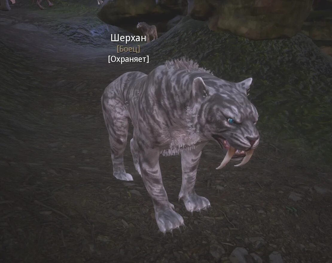 Conan exiles саблезуб. Conan exiles саблезуб. Conan exiles где найти саблезубых тигрят. The wolf cub conan siptah. Conan exiles саблезуб.