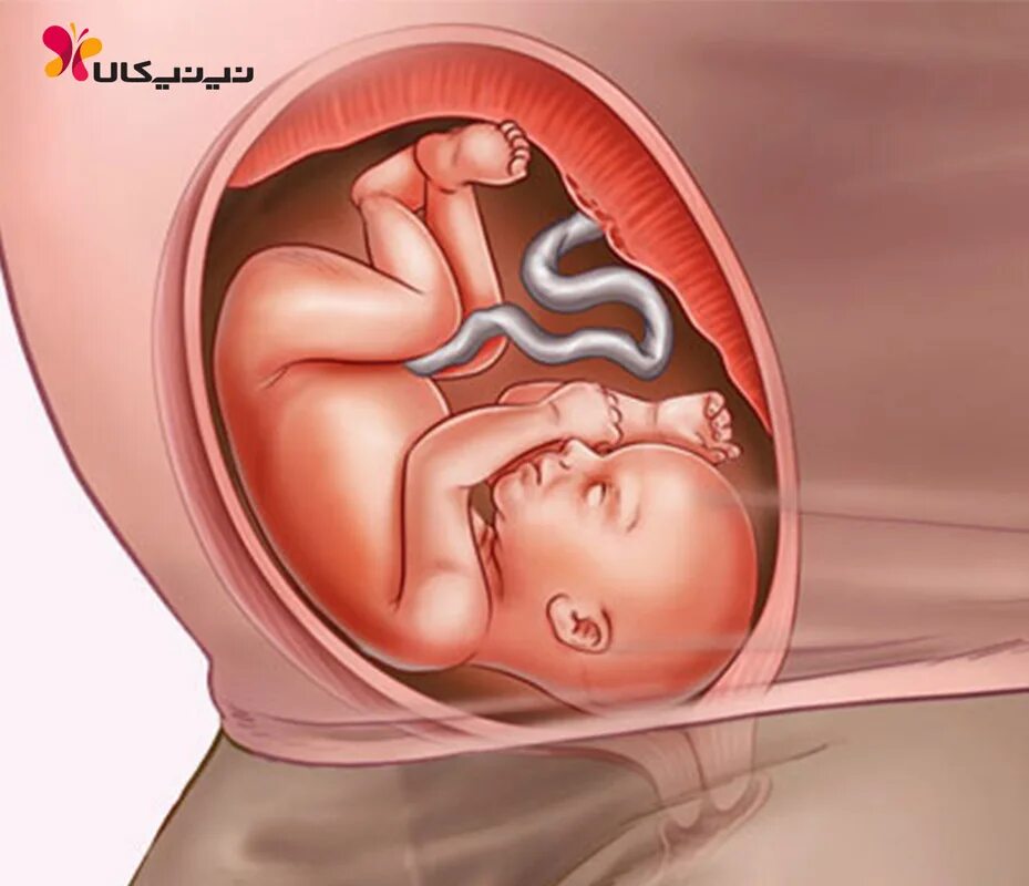 Плод на 25 неделе беременности. Расположение ребенка на 24 неделе. Расположение ребенка на 25 неделе. 25 недель кровь