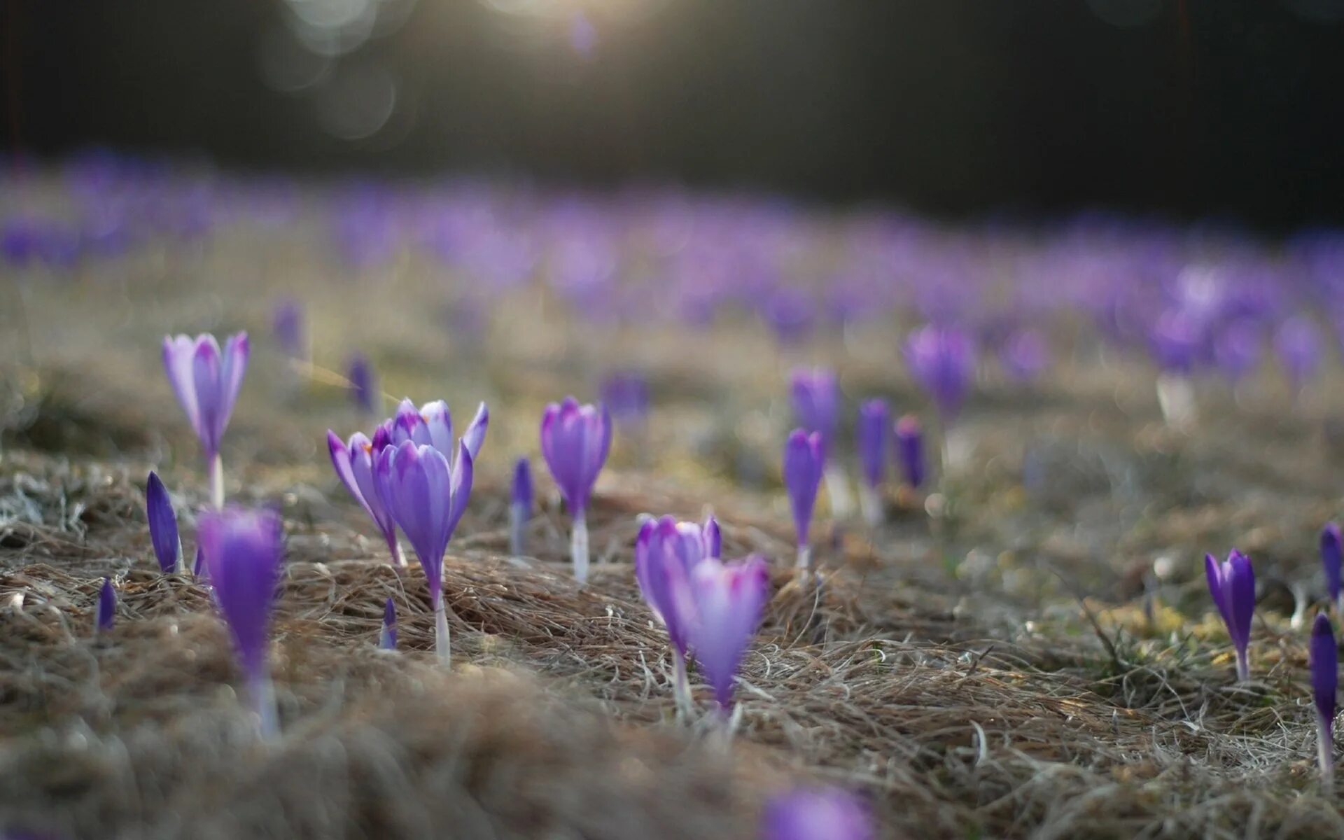 Шафран весенний первоцвет. Первоцветы (подснежники, крокусы, гиацинты).. Крокус фиолетовый первоцвет. Весенние цветы первоцветы Крокус.