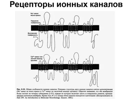 Рецептор каналы