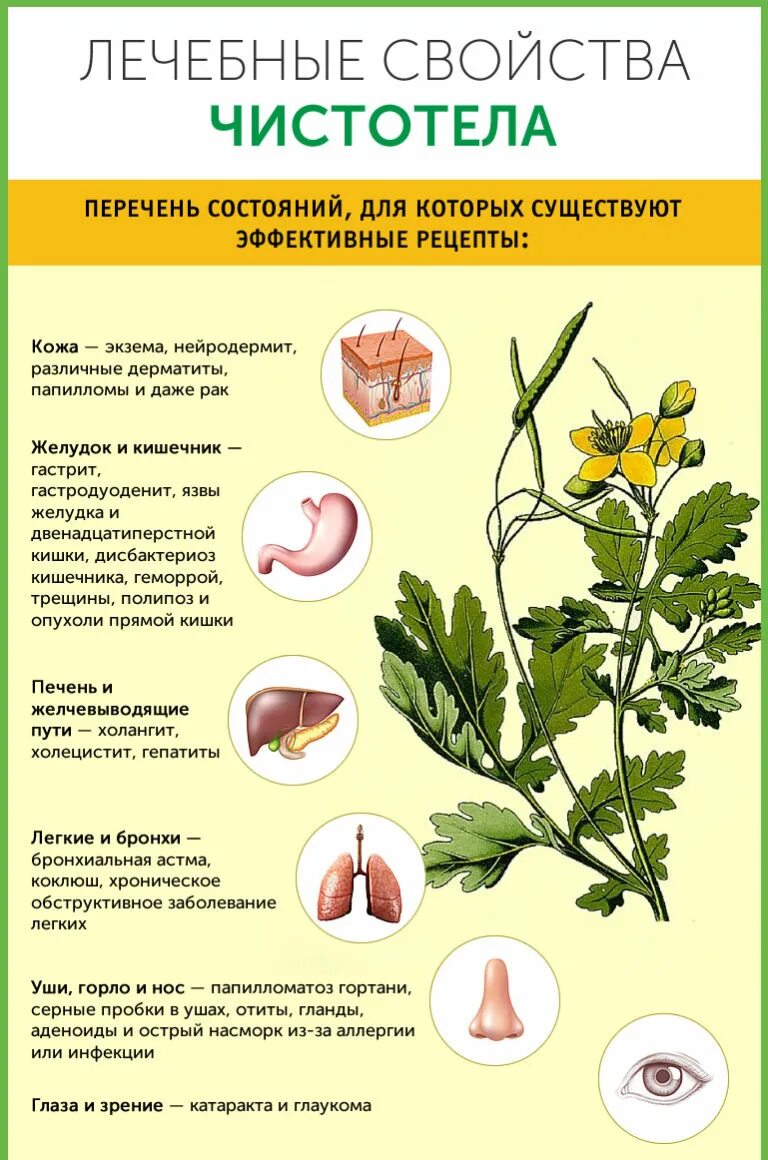 Лекарственные растения чистотел. Трава чистотел применение. Чистотел лечебные свойства. Лечебные травяные лекарства чистотела. Ем чистотел