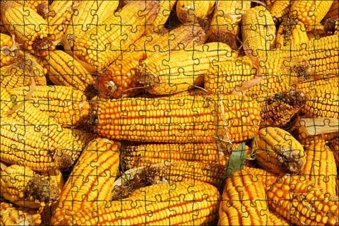 Тыква кукуруза