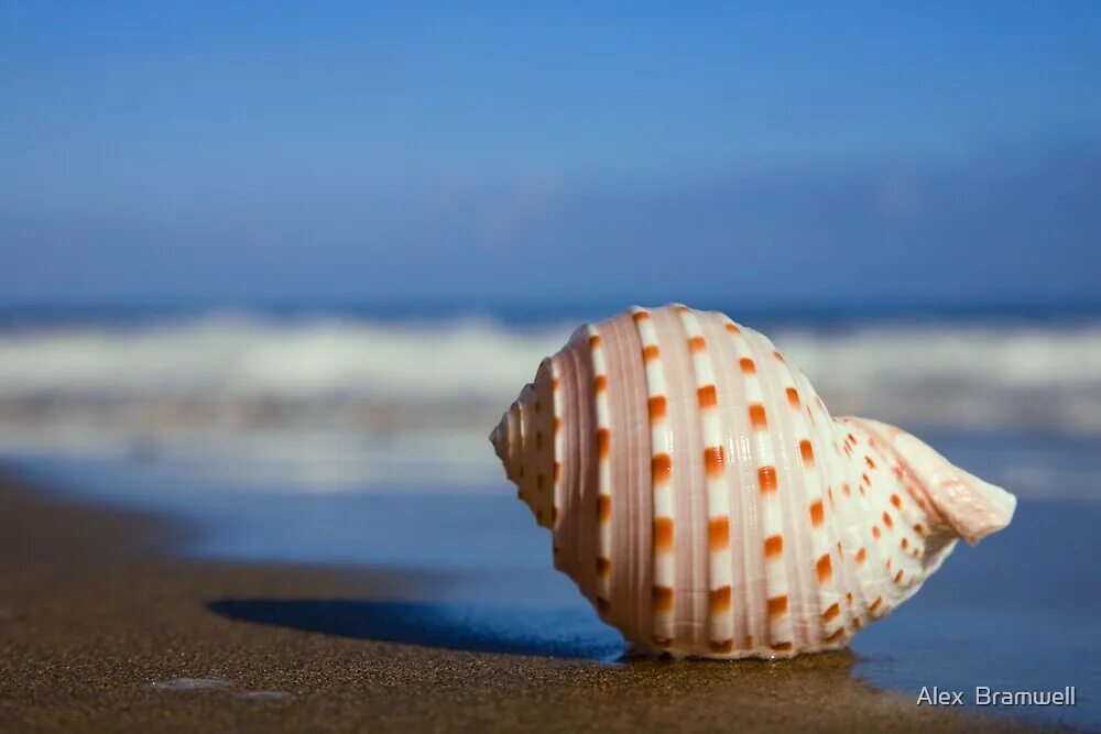 Sells seashells. Sea Shells on the Seashore. Seashell on the Seashore. She sells Sea Shells by Sea скороговорка. She sells Seashells by the Seashore.