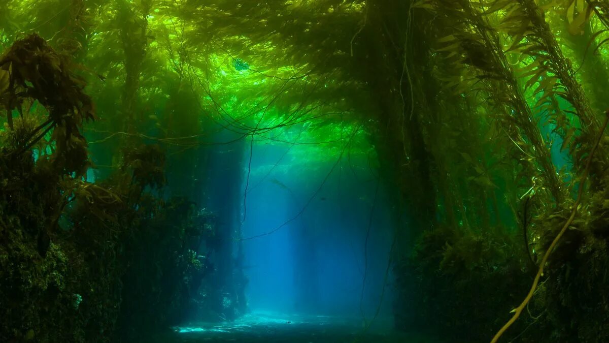 Водоросли и свет. Синявинское озеро подводный лес. Синявинское озеро затопленный лес. Гигантские водоросли. Подводный пейзаж.