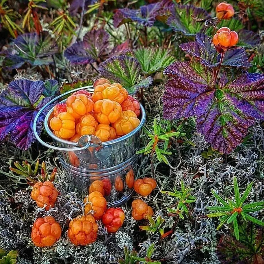 Морошка новый уренгой. Морошка в тундре. ягоды тундры морошка северная. северная ягода морошка голубика. ямальская тундра морошка.