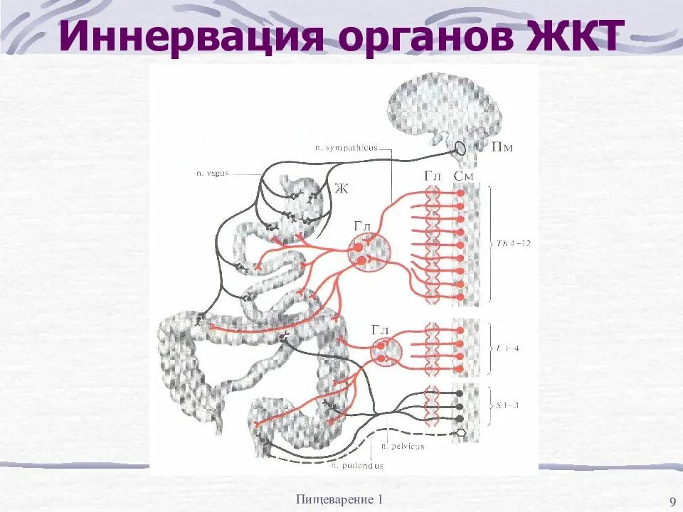 Иннервация и рефлексы. Иннервация. Иннервация внутренних органов. Иннервация желудка. Иннервация пищеварительной трубки.