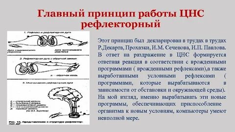 Цнс принцип