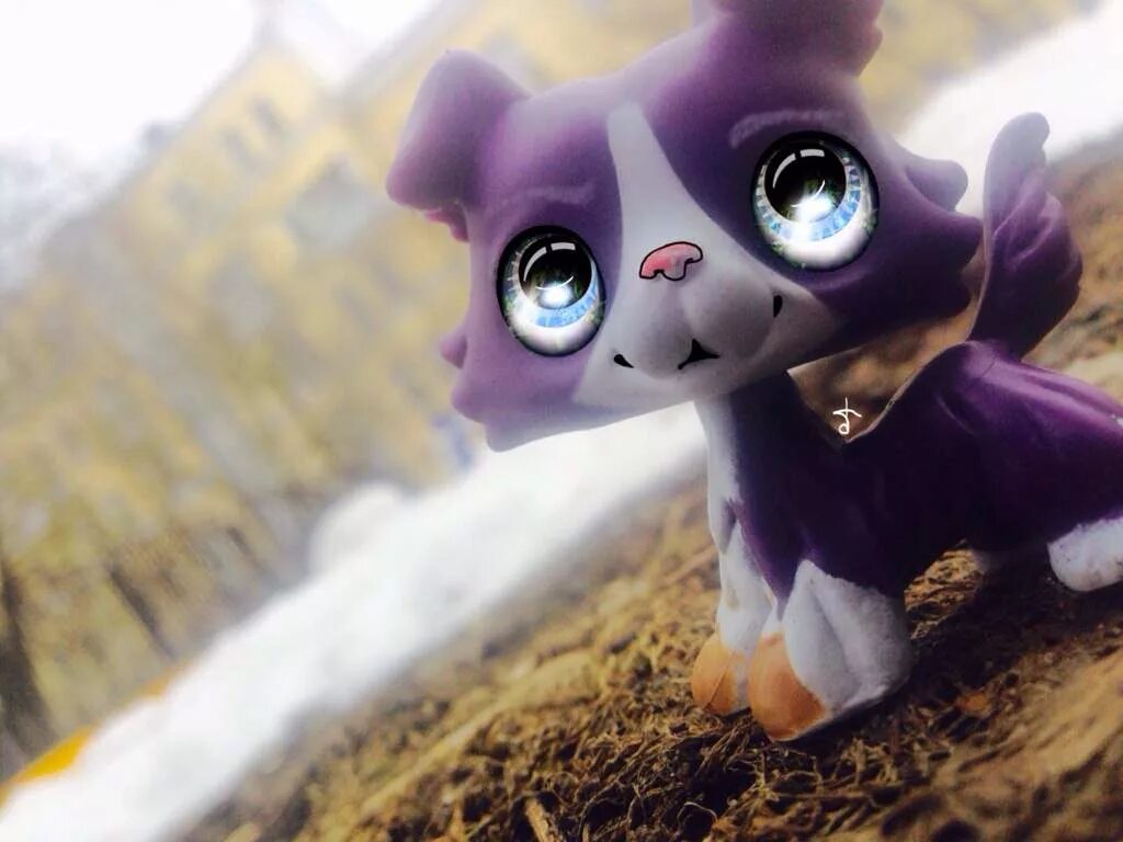 Littlest pet shop последняя версия. Лпс. Лпс фотосессия. LPS фиолетовый. Лпс глаза.