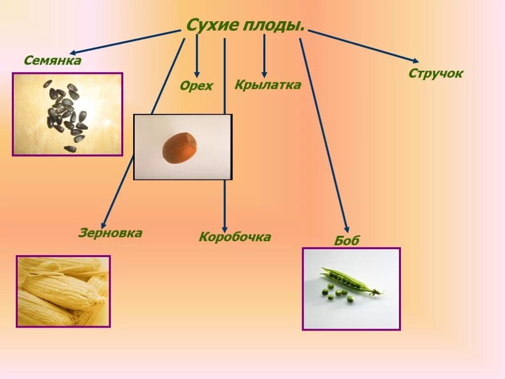 Дышат ли плоды. Биология распространение плодов и семян. Разнообразие плодов и семян. Распространение семян 6 класс биология. Способы распространения семян.