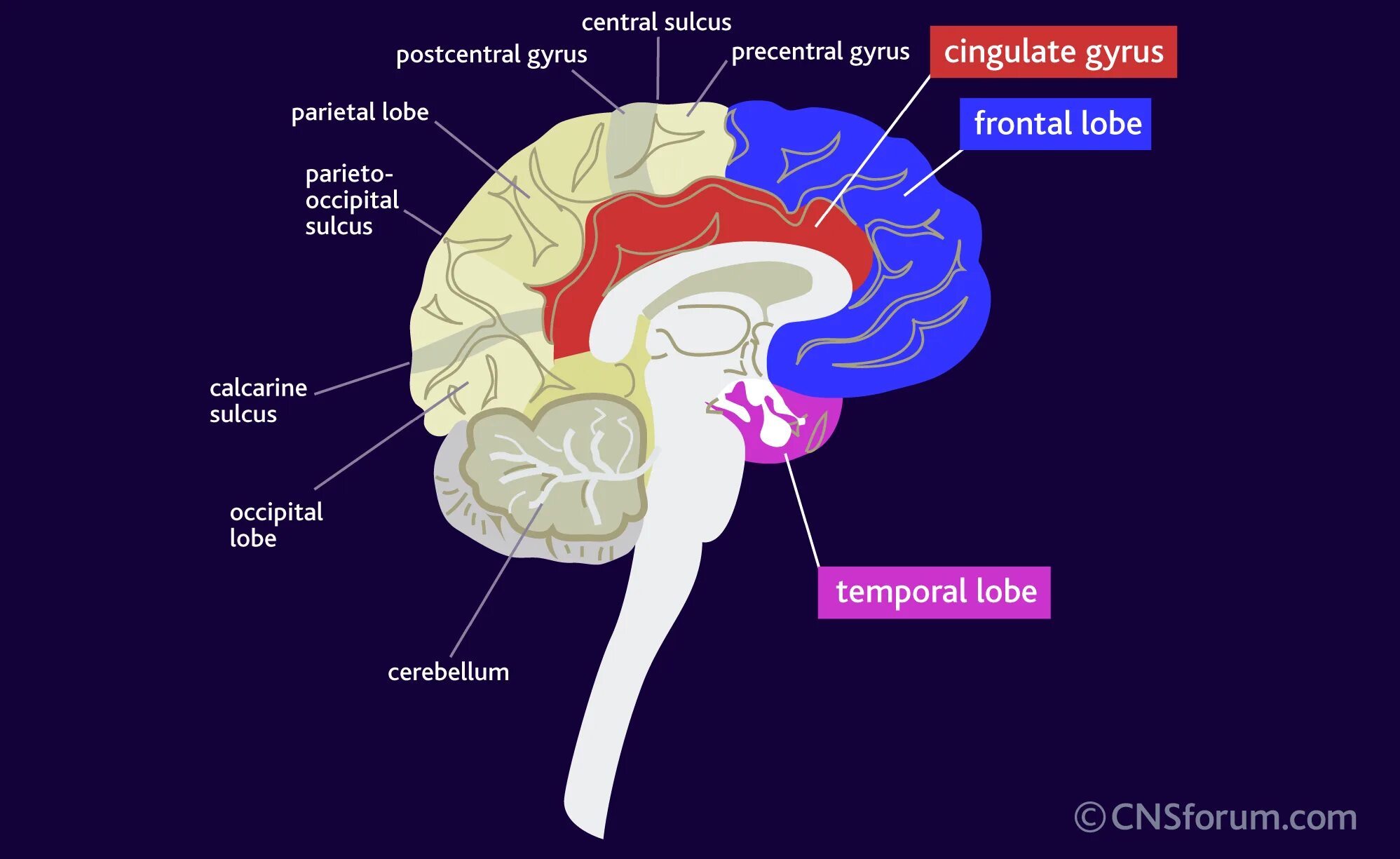 Brain structure. Cingulate gyrus. Мозг терапи. Calcarine sulcus. Cingulate sulcus.