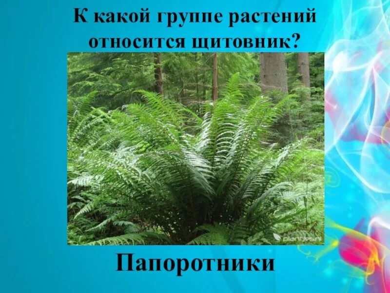 Приведите по три примера растений папоротники. Папоротник относят к:. Растений относящихся к группе Папоротниковидные. Группа растений папоротники. Растения относящиеся к группе папоротники.