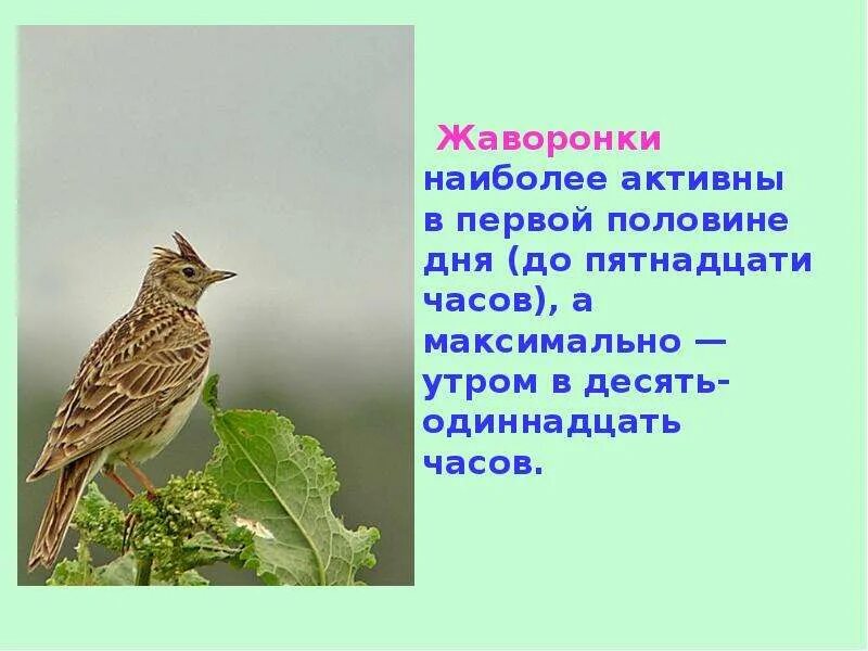 Ушинский жаворонок трепещет над рожью. Соловей в лесу. Трепещут жаворонки. Певчий жаворонок. Чибис луговой.