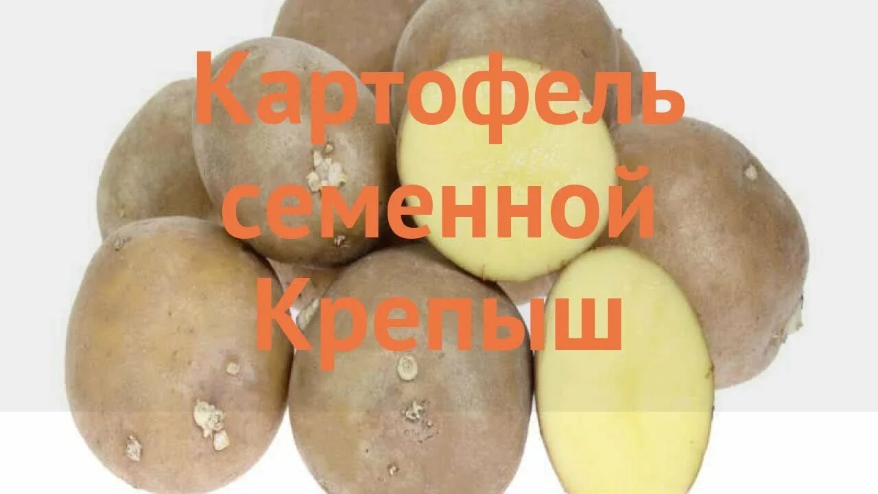 Картофель крепыш описание сорта фото. Крепыш сорт картошки. Семенной картофель Крепыш. Крепыш сорт картофеля характеристика. Сорт Крепыш.