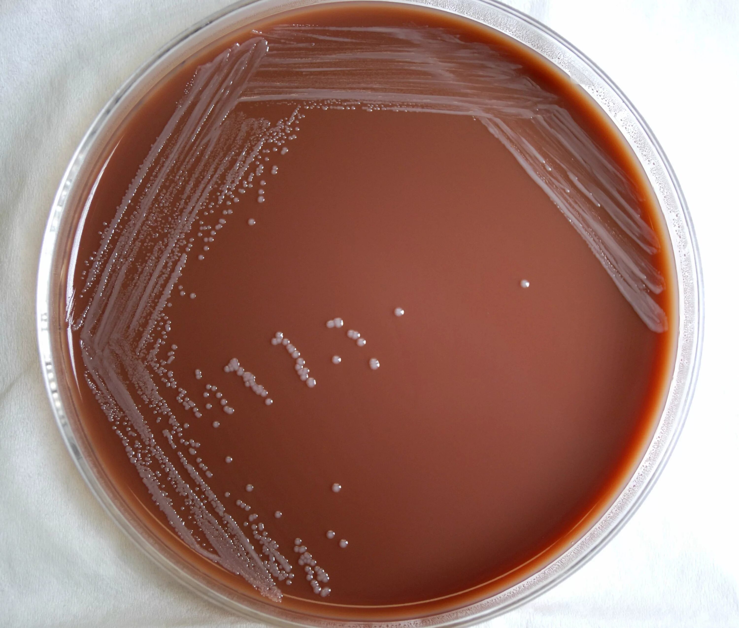 Ба агар. Yersinia pestis на агаре. Иерсиния пестис на чашке Петри.