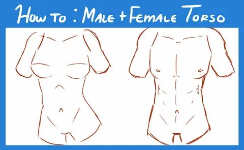 2900x1784 How To Draw Male And Female Torso.