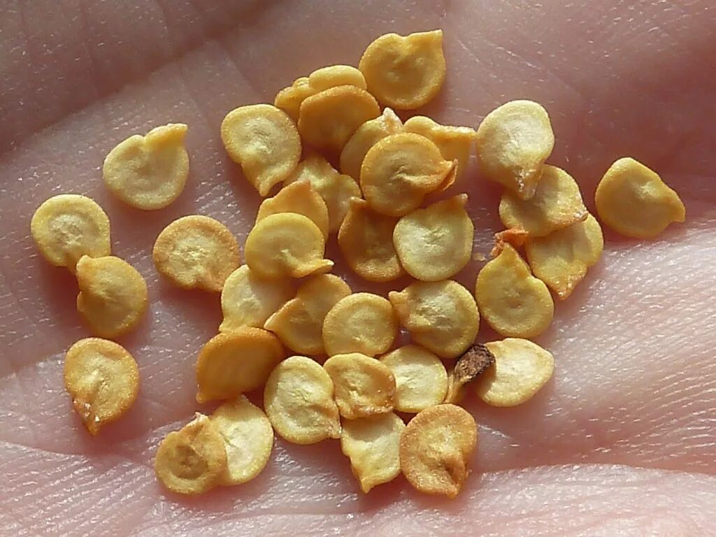 семечки от перцев. очищенный красный перец. семена болгарского перца. как выглядят семена перца. семена перца.