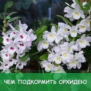 Дендробиум уход