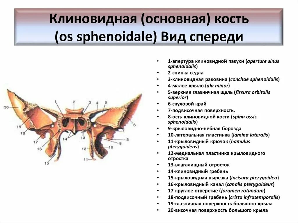 Гребень латынь. Отростки клиновидной кости черепа. Раковина клиновидной кости, Concha sphenoidalis;. Клиновидная кость клиновидный клюв. Клиновидная кость вид сверху и спереди.