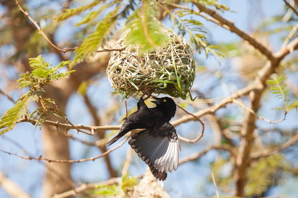 Птицы весной вьют. Ploceus nigerrimus. Птица строит гнездо. Весенние птицы в гнезде.