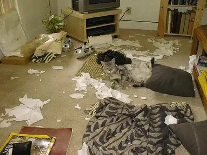 Destroy cat