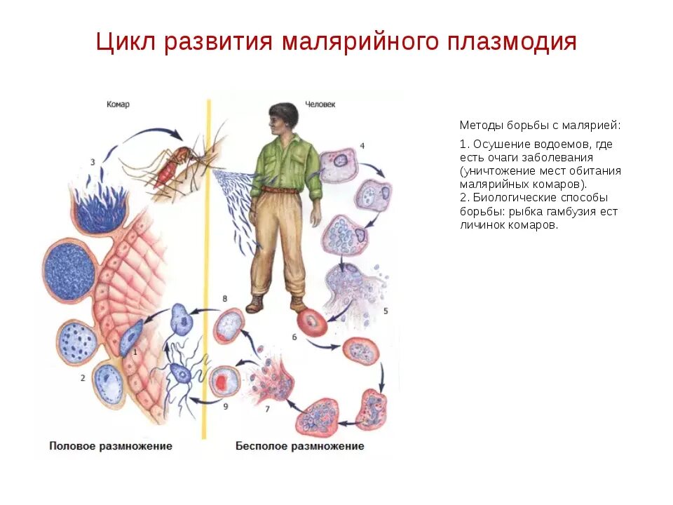 Малярийный плазмодий в кишечнике. Стадии жизненного цикла малярийного плазмодия. Цикл малярийного плазмодия основной хозяин. Основной и промежуточный хозяин малярийного плазмодия. Малярийный плазмодий жизненный цикл промежуточный хозяин.