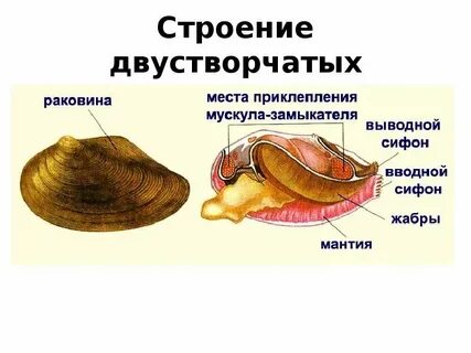 Химический состав раковин моллюсков