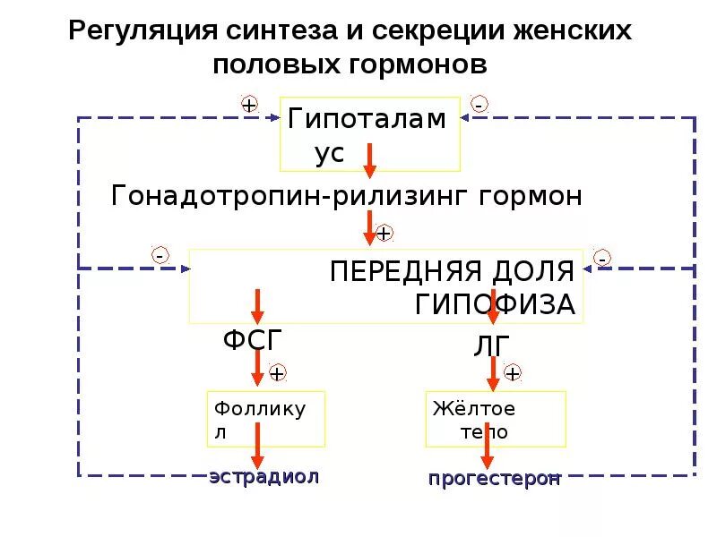 Регуляция синтеза женских половых гормонов. Регуляция синтеза мужских гормонов. Гормональная регуляция мужских половых желез. Регуляция синтеза и секреции половых гормонов.