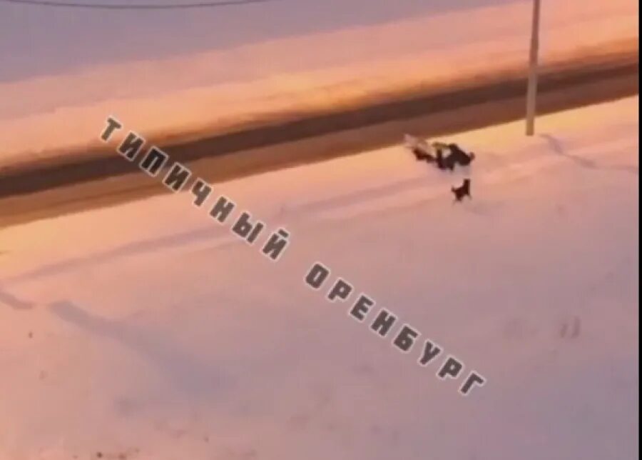 Стая собак загрызла ребенка в Оренбурге. Видеозаписи собаки загрызли мальчика. В Оренбурге собаки напали на ребенка. В Оренбурге собаки загрызли мальчика.