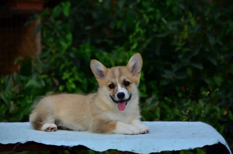 кобель корги чемпион. анжелика елфимова вельш корги пемброк. белиссимо из ксаро честная игра. собаки породы вельш корги пемброк. корги пемброк.