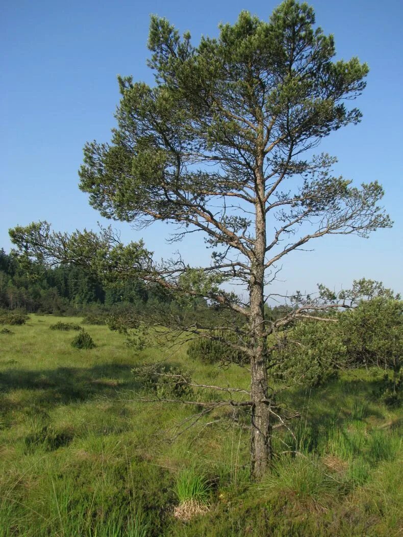 Сосна обыкновенная где растет. Сосна обыкновенная pinus sylvestris. сосна обыкновенная pinus sylvestris l. • сосна обыкновенная (pinussilvestris). сосна обыкновенная габитус.