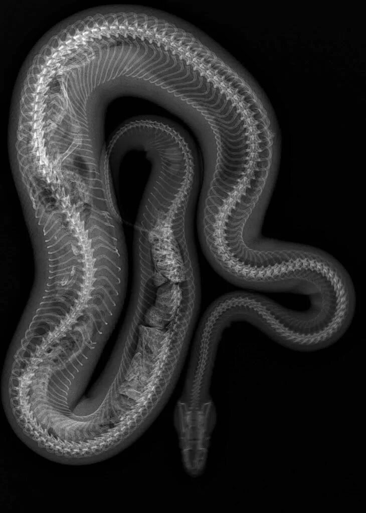 Snake x. Рентген змеи. Рентгеновский снимок змеи. Змея под рентгеном.