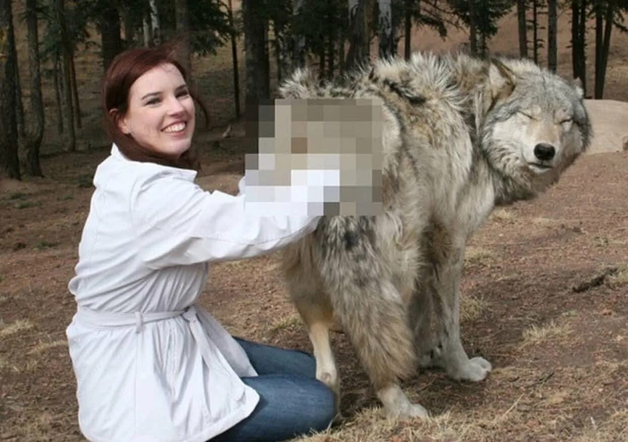 Самой большой волк в мире. Самый крупный волк в мире.