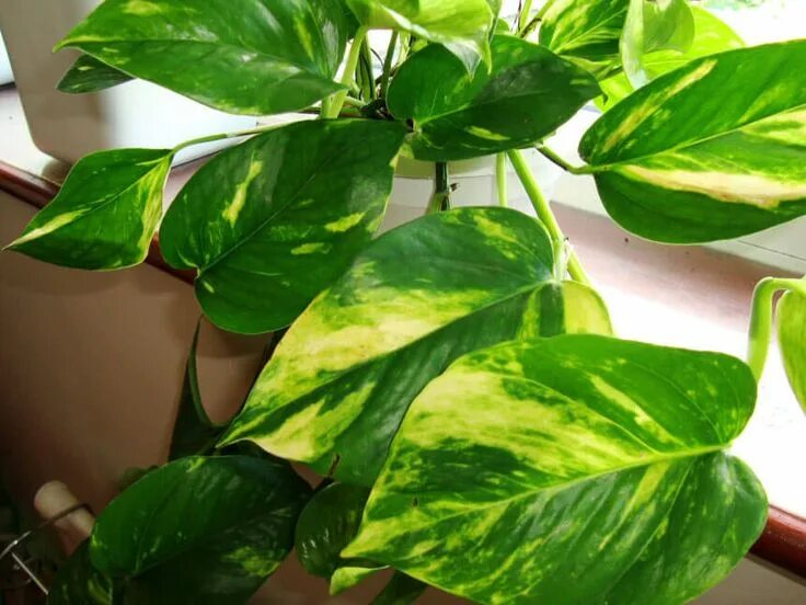 28 Low-Light Indoor Plants for Your Home Cuidado de plantas, Plantas ornamentale