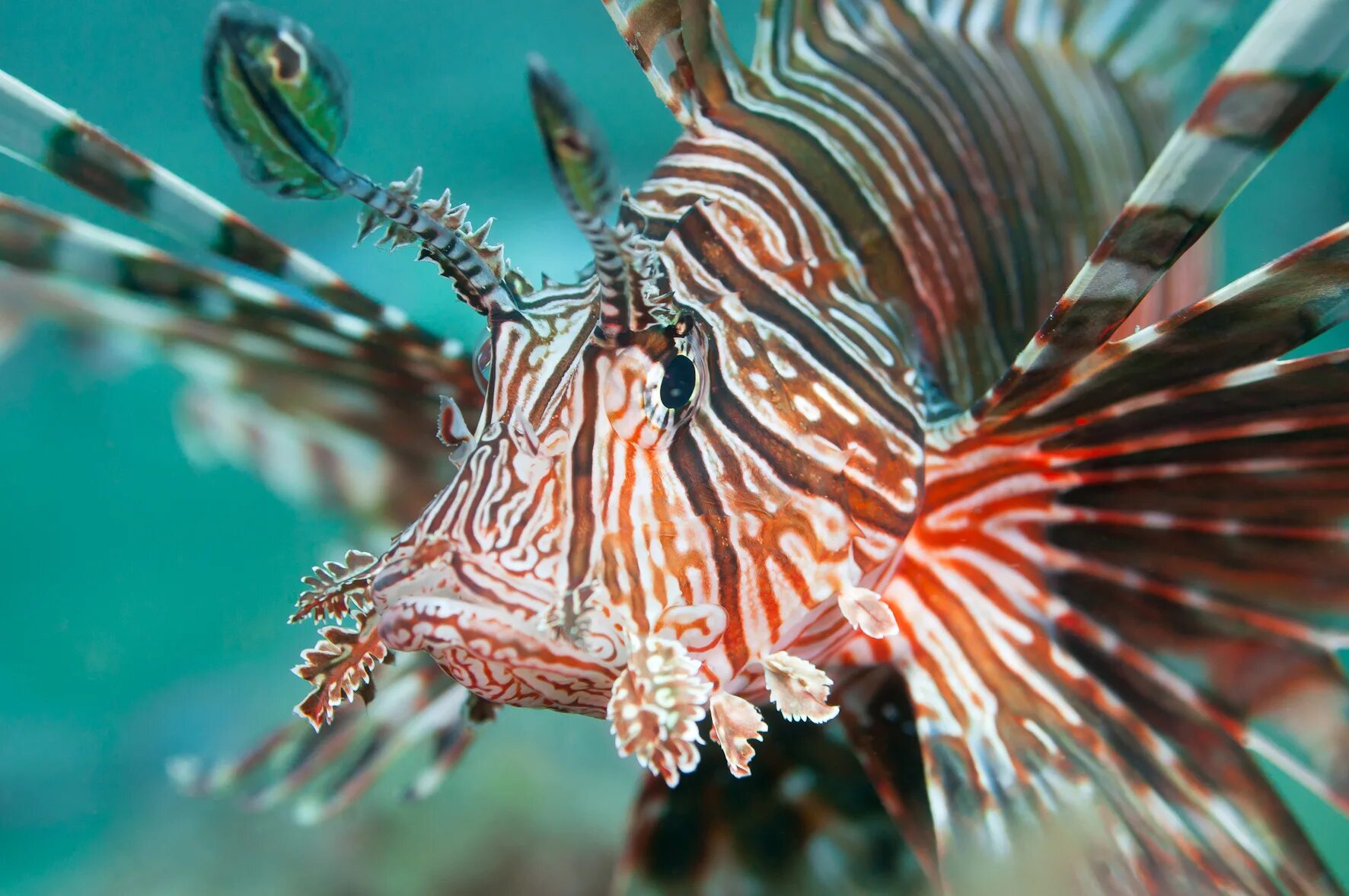 Рыба полосатая крылатка. Лучистая крылатка рыба. Пернатая рыба. Крылатка-зебра чернополосая. Пернатая рыба.