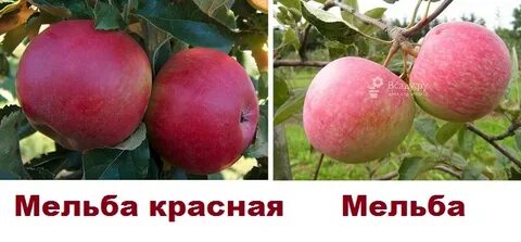 Яблоня дочь мельбы отзывы