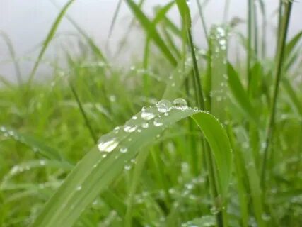Утро после дождя было славное впр 7