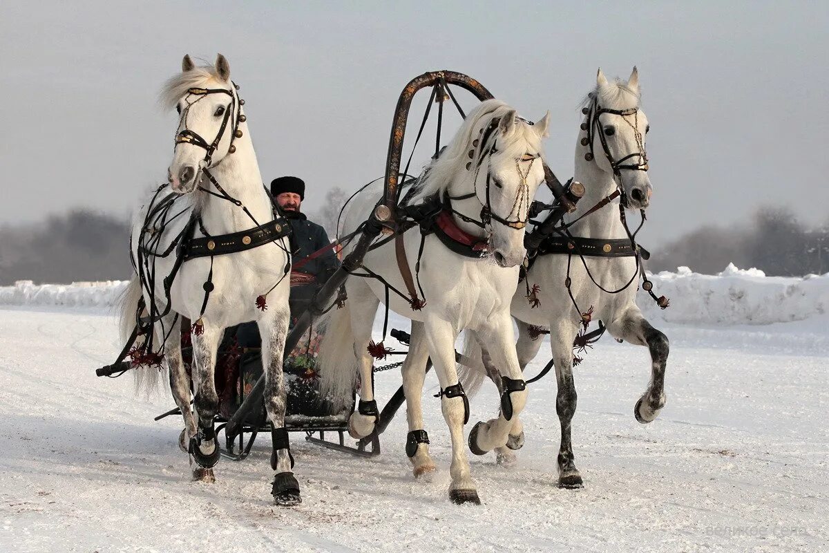 Тройка рысаков. Лошадиная сбруя. Семь лошадей в одной упряжке 7 букв. Семь лошадей в одной упряжке 7 букв. Клейдесдальская порода лошадей.