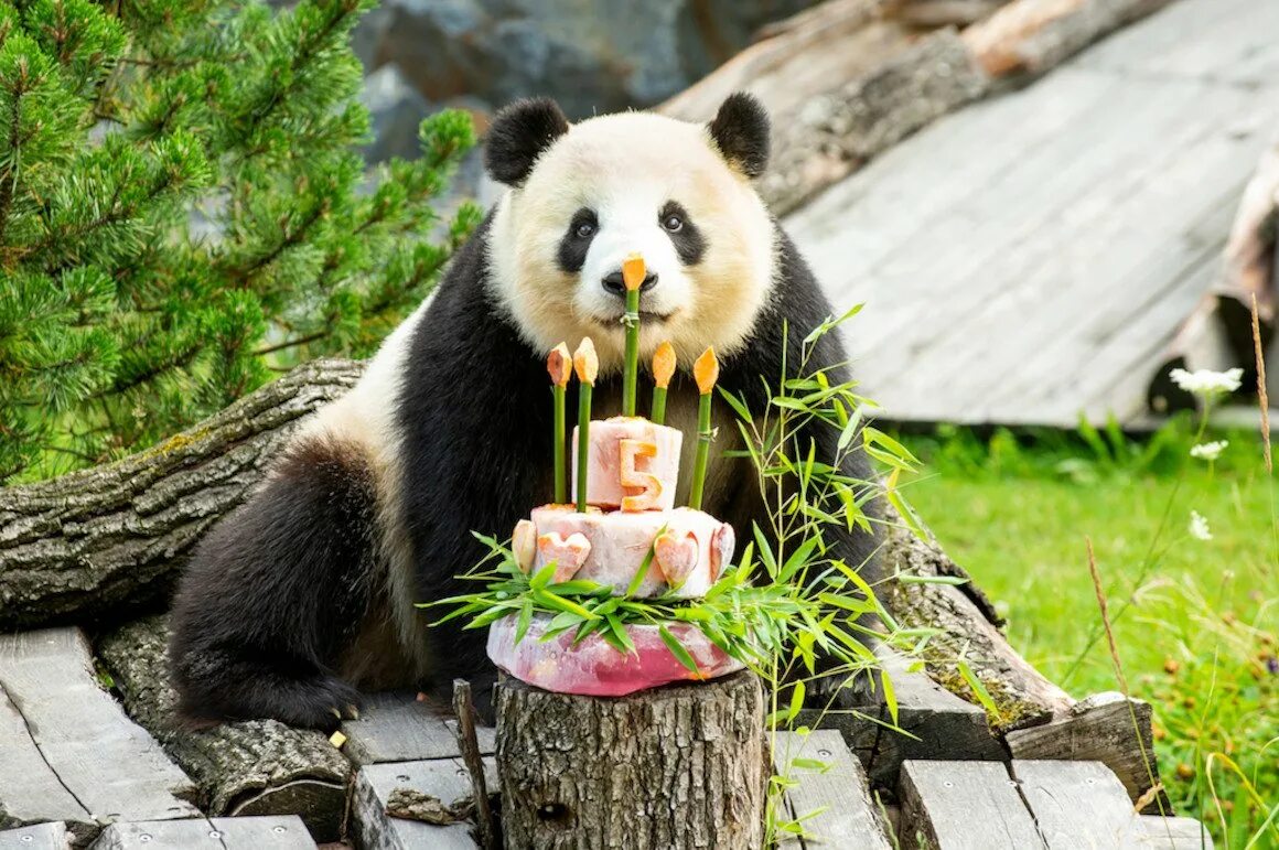 Звери на дне рождении. С днем рождения Панда. С днём рождения Панда открытка. Панда праздник. День панды.