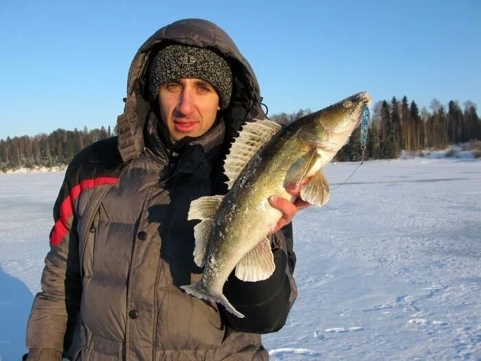 Судак на Рыбинке. Карп на Рыбинке. Тюлька Рыбинского водохранилища. Рыбалка на Рыбинке домик.