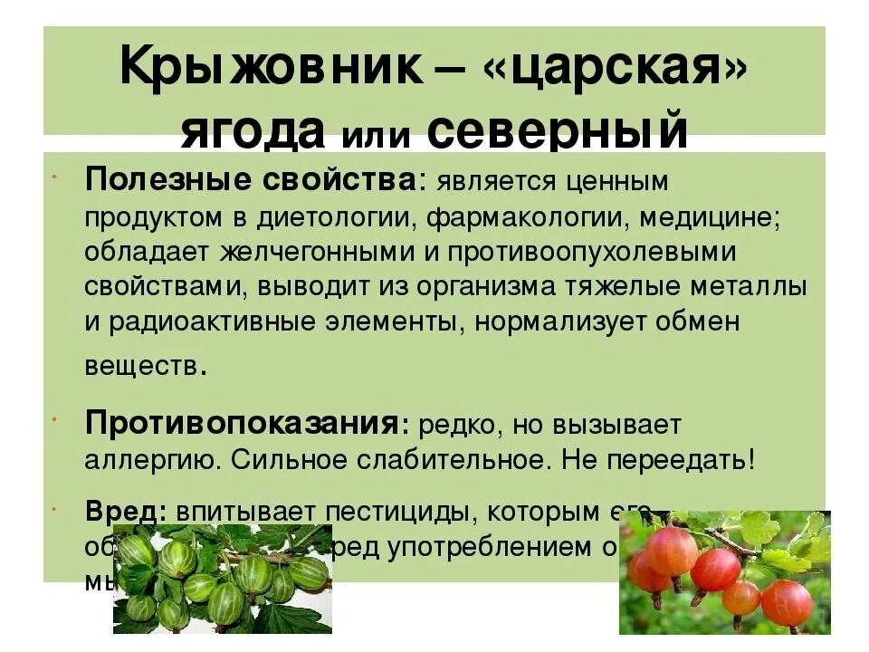 Крыжовник свойства. Чем полезен крыжовник для организма. Чем полезен крыжовник для организма человека. Витамины в крыжовнике полезные. Полезные свойства крыжовника для организма.