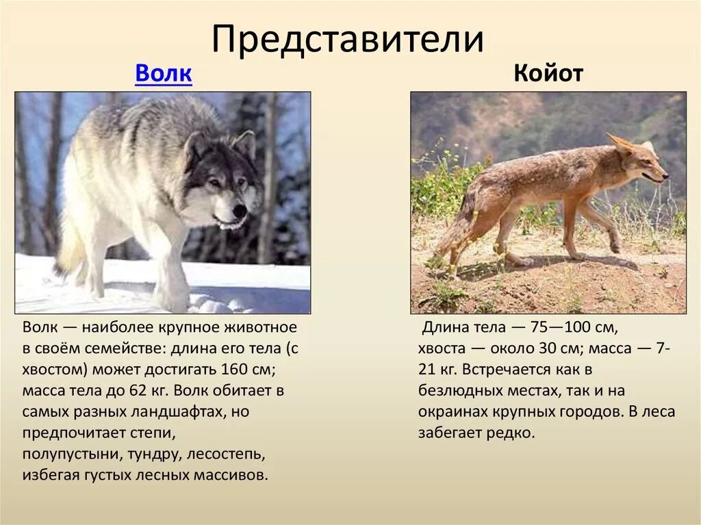 Койот отличие от волка. Койот и волк сравнение. Представители семейства Волков. Описание обычного волка.