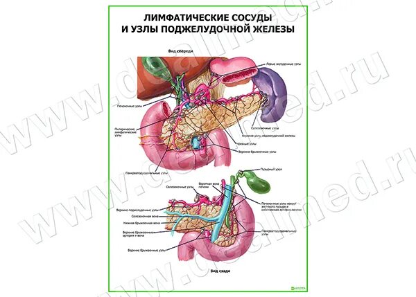 Регионарные лимфатические узлы поджелудочной железы. Лимфоотток желудка схема. Лимфатические узлы поджелудочной железы. Регионарные лимфатические узлы желудка. Лимфатические узлы поджелудочной железы.