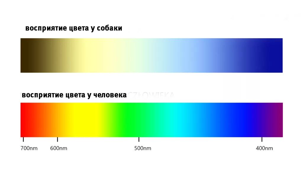 Сколько собак видишь. Спектр зрения собаки. Спектр зрения человека и животных. Цветовые спектры восприятия человека и собаки. Цветовой диапазон.