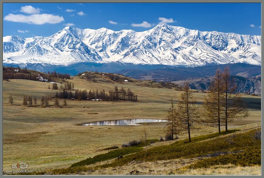 гора акташ. презентация горный алтай. проект про алтай. растительность центральной азии. золотые горы алтая республика алтай.