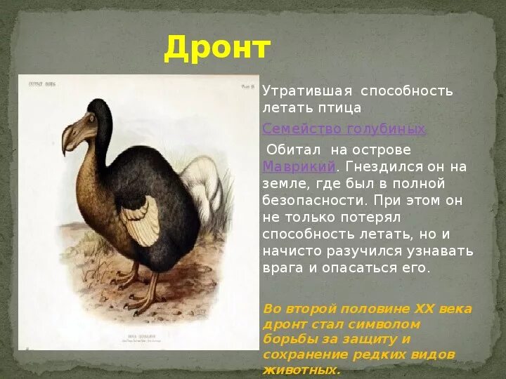 Рыба додо как выглядит Как привязать карту в додо 29/48
