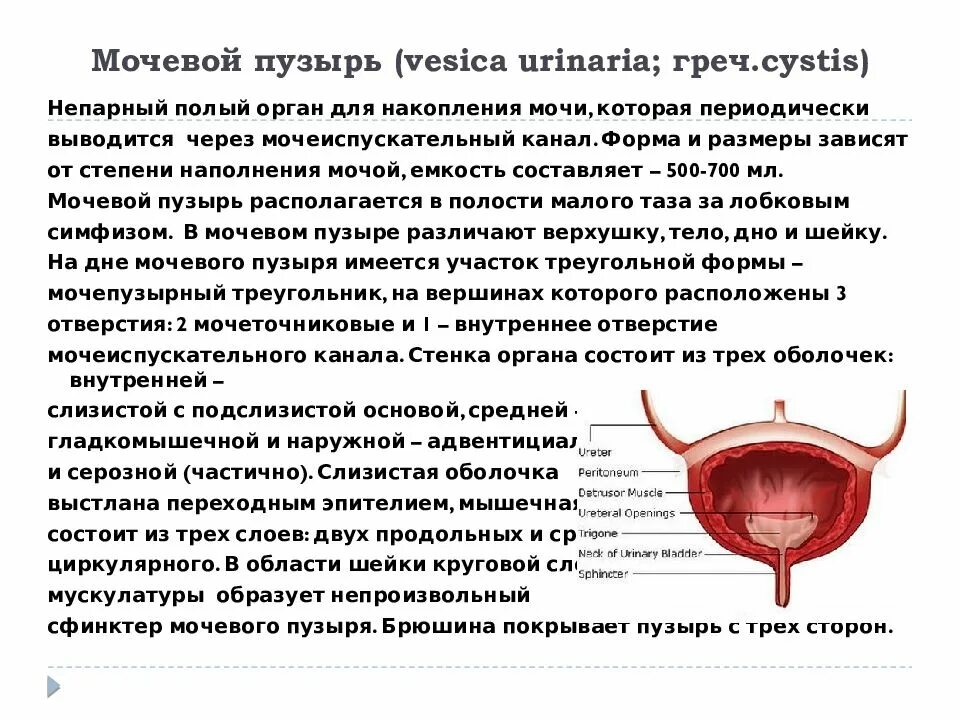 Как быстро наполнить мочевой пузырь. Мочевой пузырь – Vesica urinaria. Наружная оболочка мочевого пузыря. Степени наполнения мочевого пузыря. Переполнение мочевого пузыря.