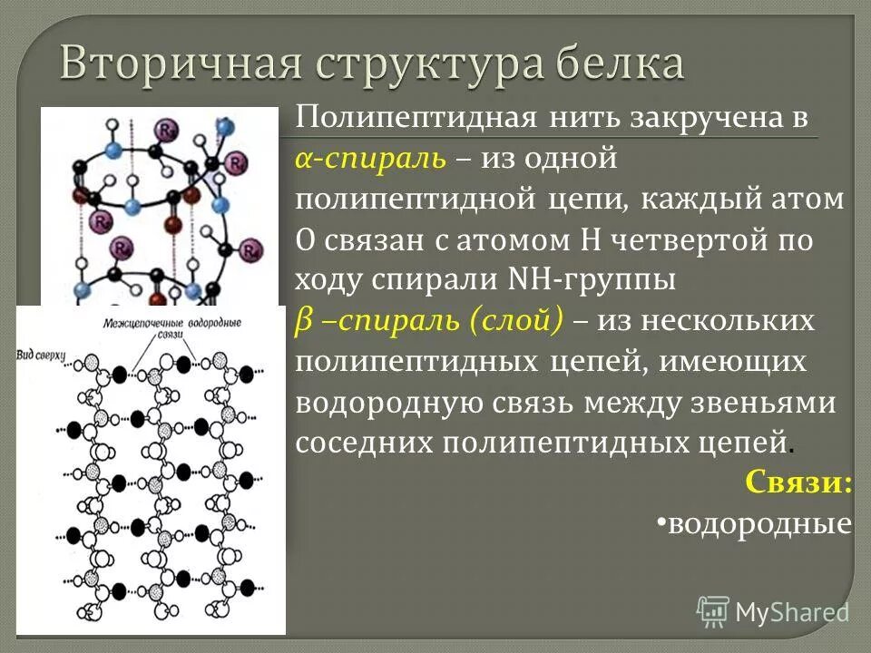 Несколько полипептидных цепей какая структура белка. Несколько полипептидных цепей какая структура белка