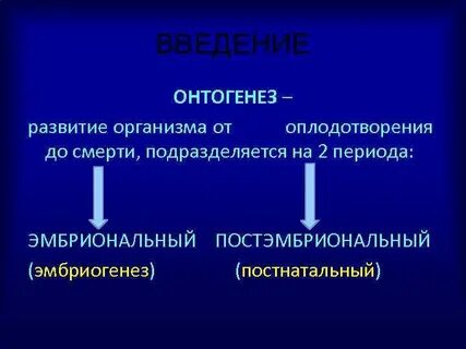 Оплодотворение периоды онтогенеза