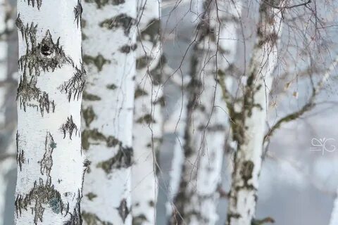 Сер береза